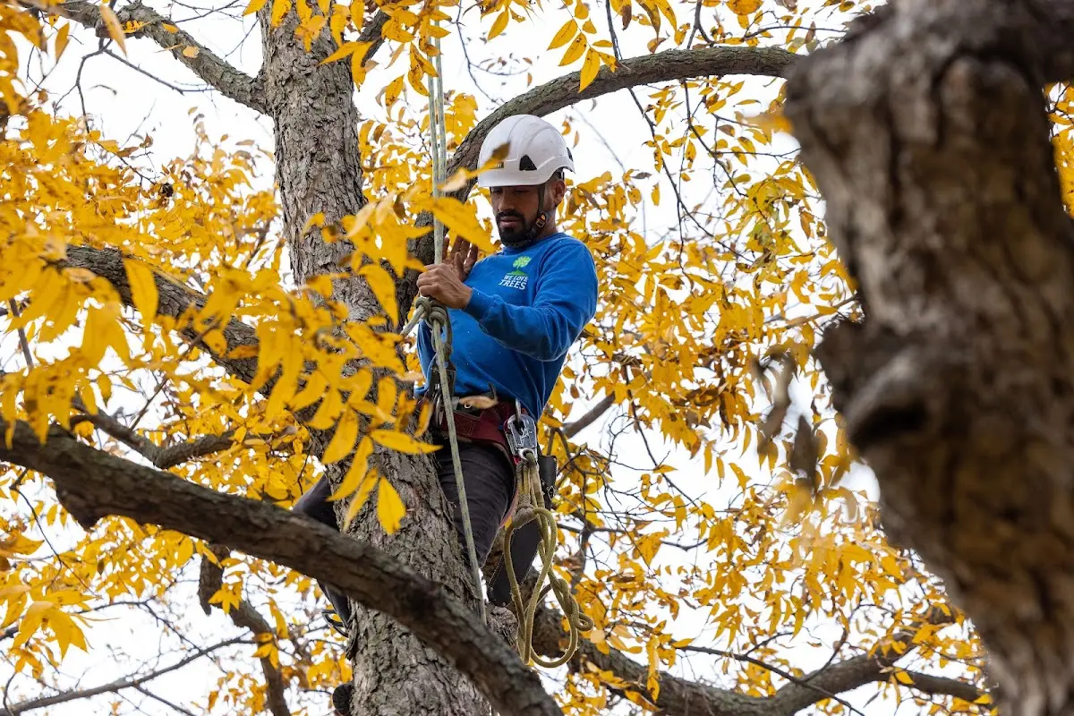 Skilled Tree Trimming crew working in Sunbury