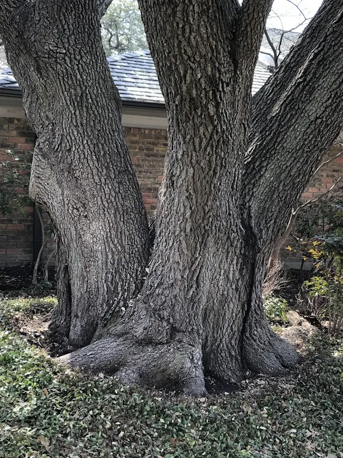 Mature heritage tree close to a Sunbury property cared for by certified arborists